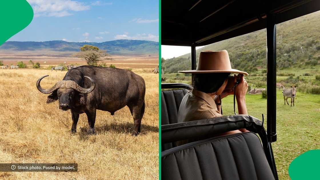 A viral video captured the buffalo charging aggressively, highlighting responsible tourism and animal behaviour awareness A viral video captured the buffalo charging aggressively, highlighting responsible tourism and animal behaviour awareness
