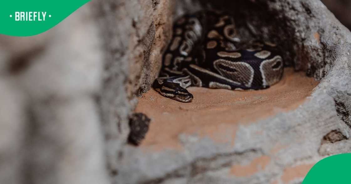 Guests spot rock python