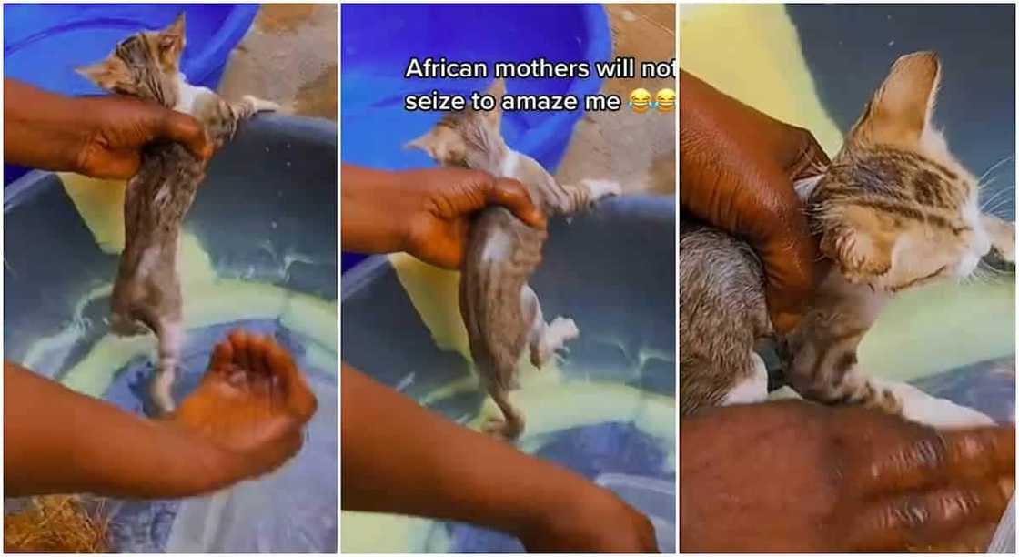 Photos of a woman bathing her cat.