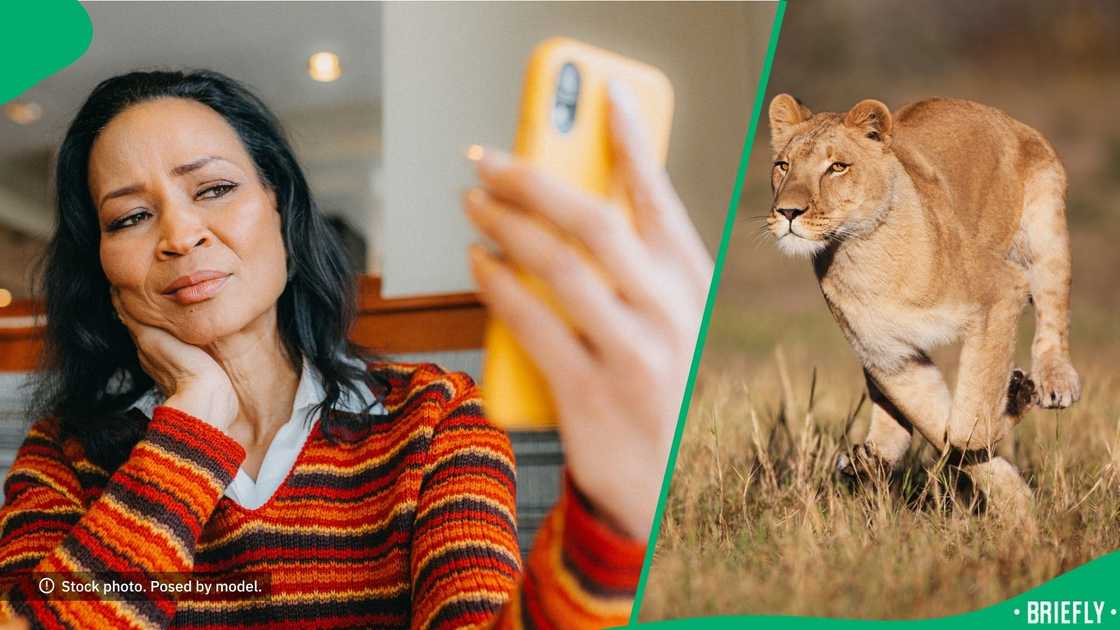 People wondered why a lioness chased a vehicle.