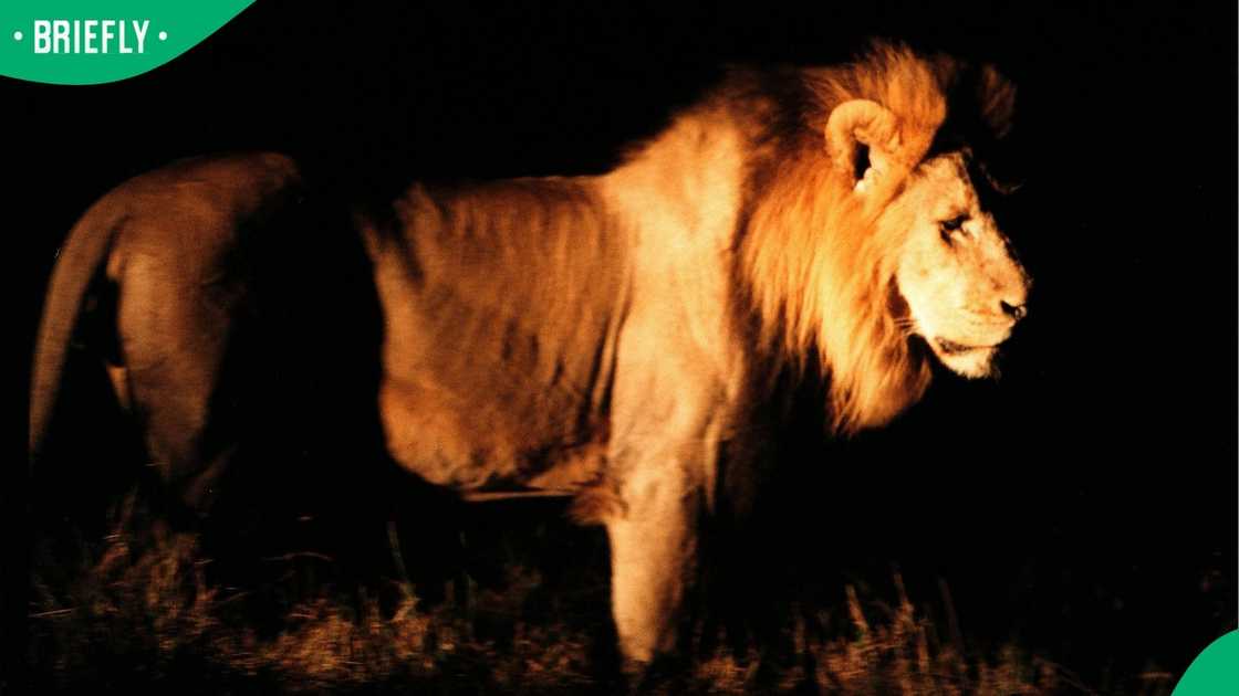 lions