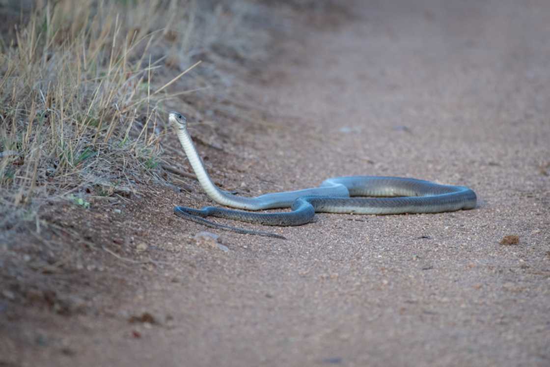 A massive black mamba was caught in a house, leaving South Africans stunned. A massive black mamba was caught in a house, leaving South Africans stunned.