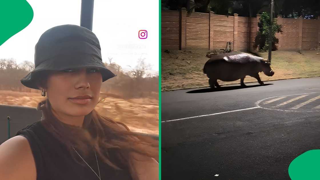 Social media users were left in disbelief after seeing a video of a wild animal in a residential area