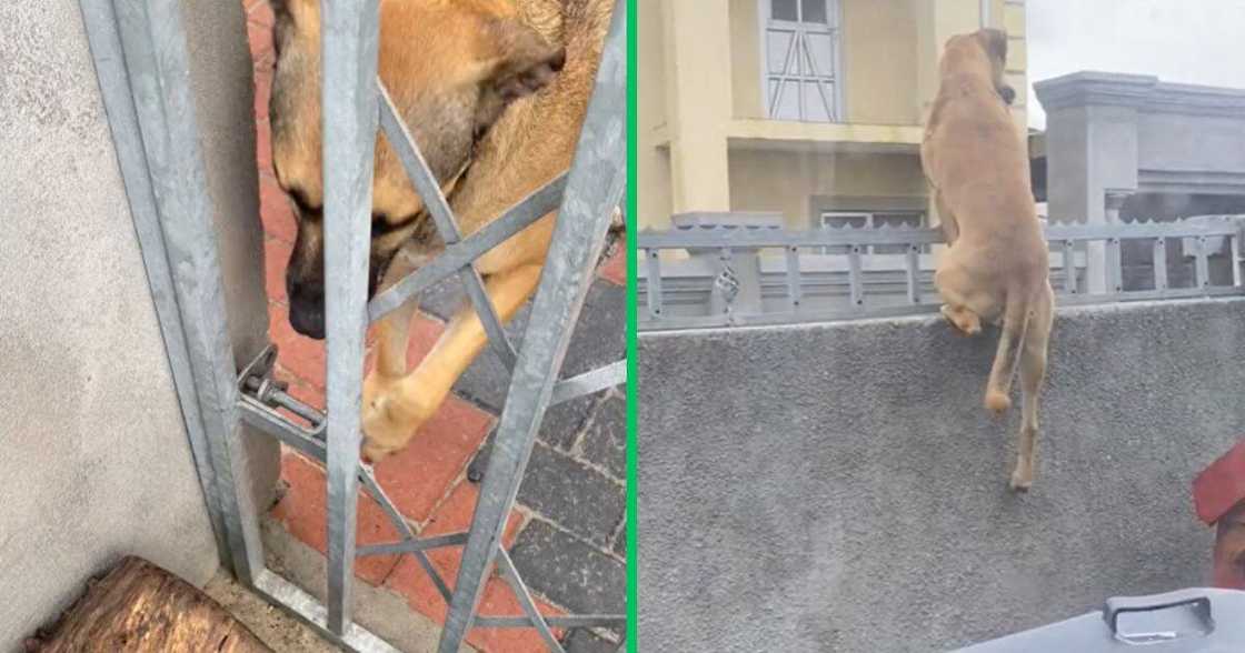 Dogs show security skills Dogs show security skills
