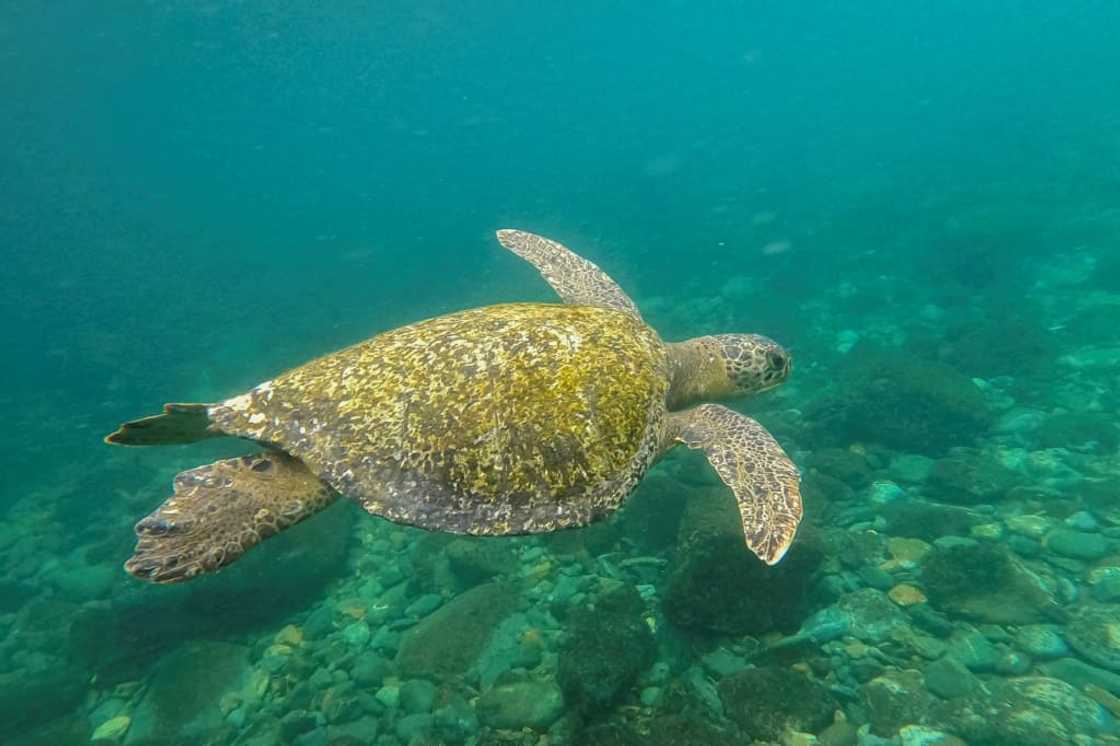 A green sea turtle swims near Gorgona Island in the Pacific Ocean off the Colombian mainland