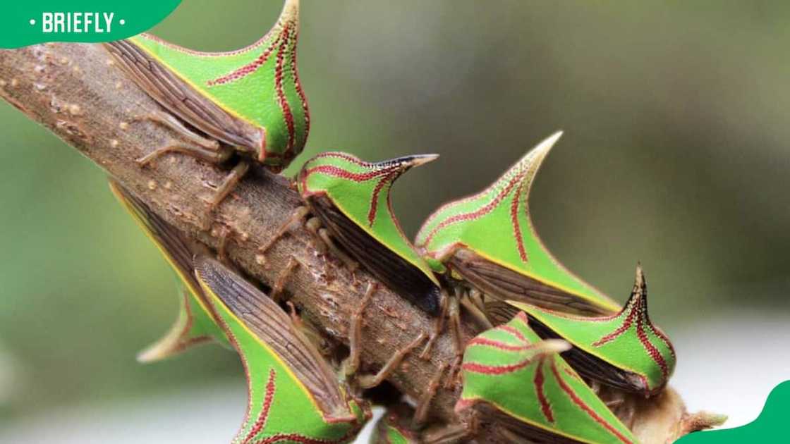 Several Thorn bugs on a branch