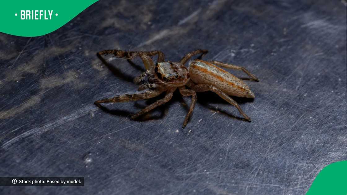 Giant spider scares man