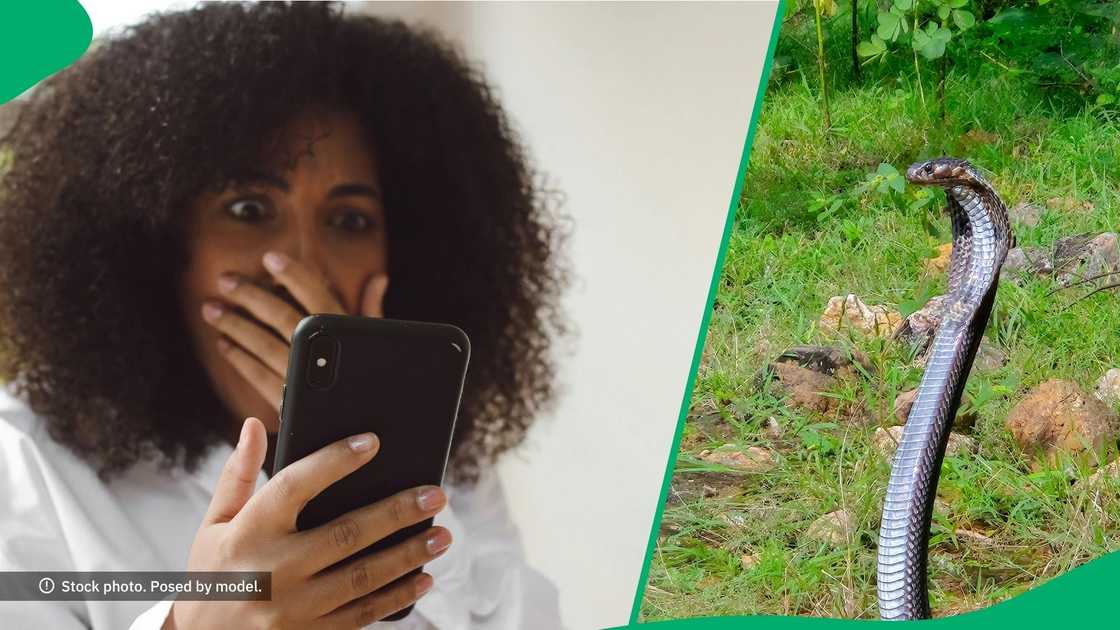 South Africans were spooked by a venomous rinkhals playing dead. South Africans were spooked by a venomous rinkhals playing dead.