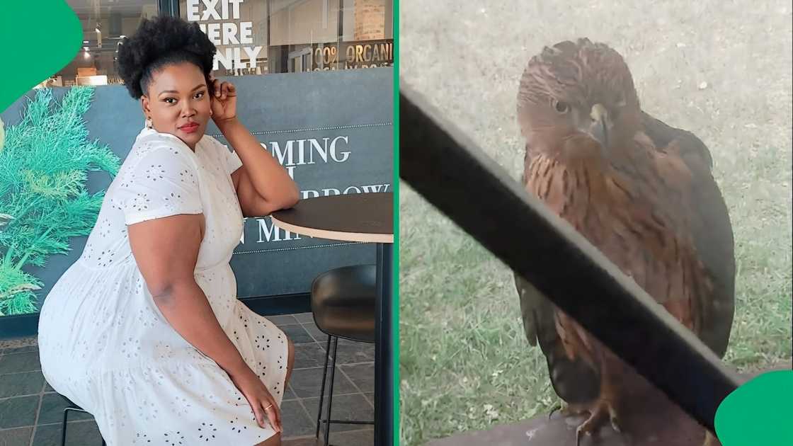 A woman was alarmed as a large bird perched on her window sill