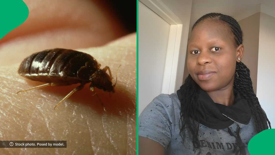 A bed bug infestation had a woman stressed and South Africa offered some solutions. A bed bug infestation had a woman stressed and South Africa offered some solutions.
