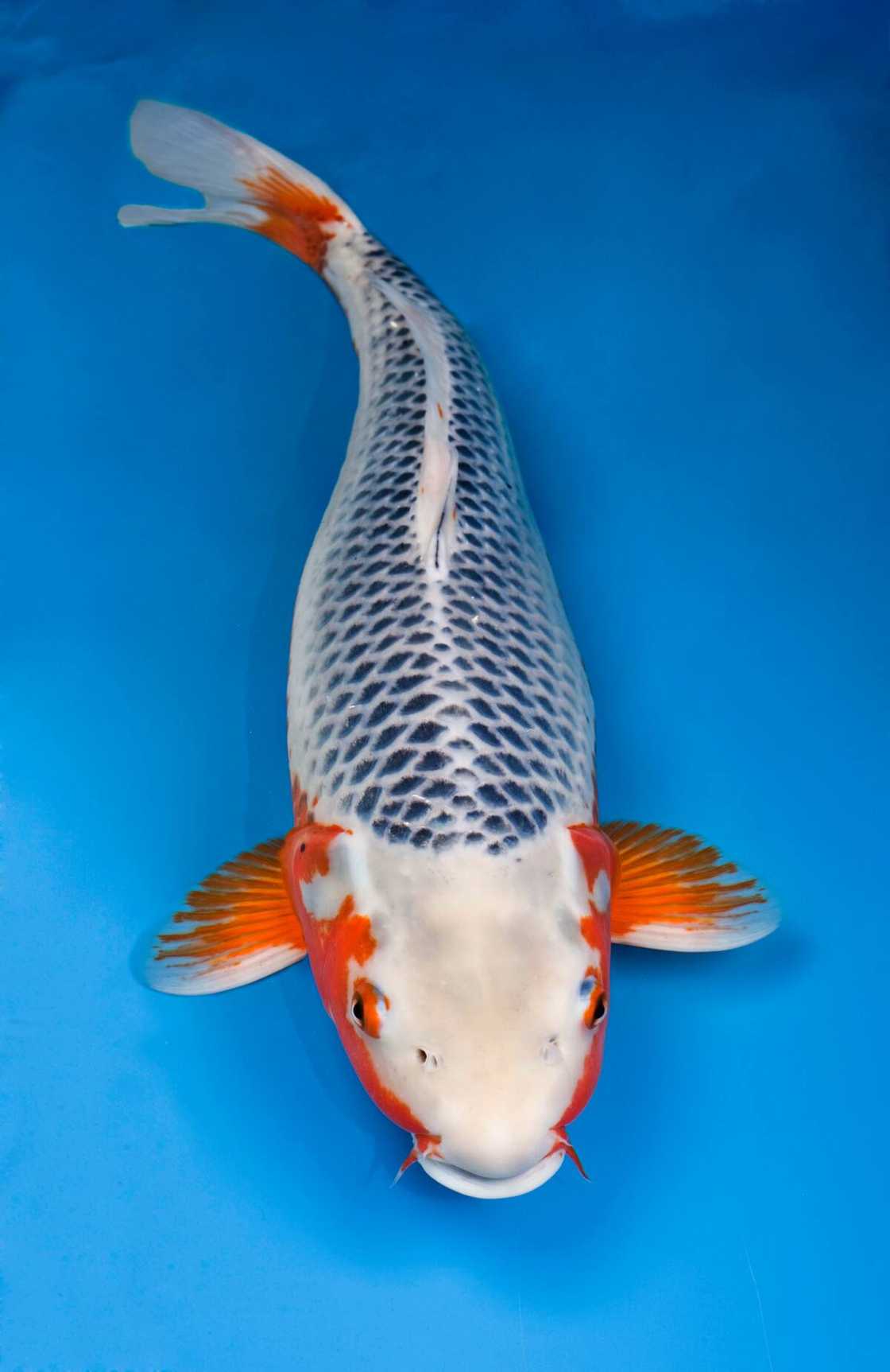 Asagi ornamental fish