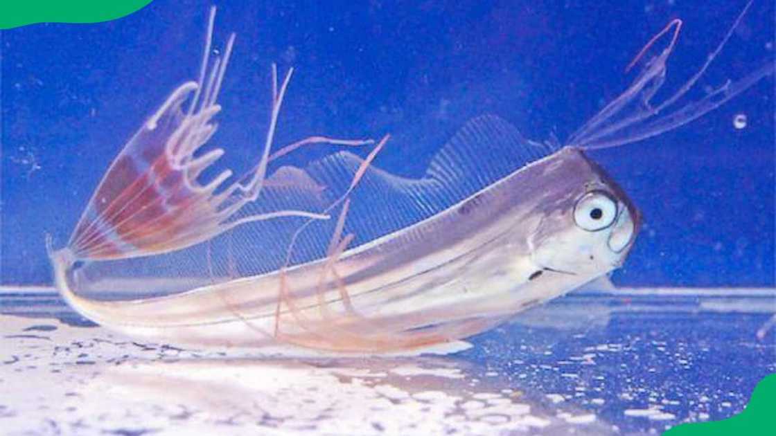 A baby noodlefish in the ocean A baby noodlefish in the ocean