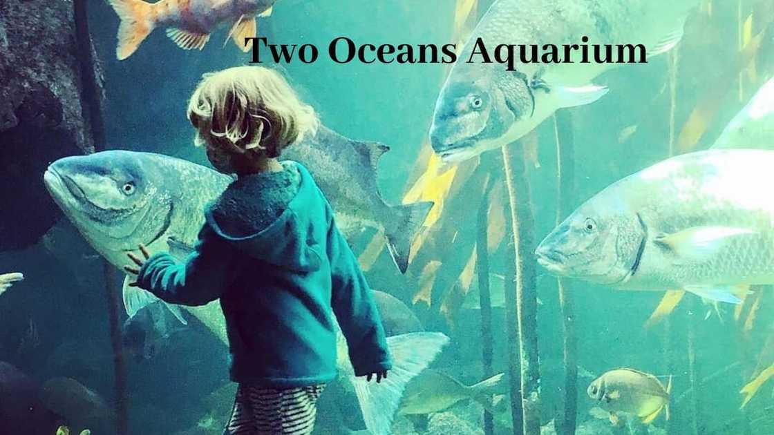 Two Oceans Aquarium Two Oceans Aquarium