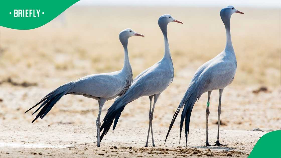 Three endangered Blue Cranes in the Etosha pan. Three endangered Blue Cranes in the Etosha pan.