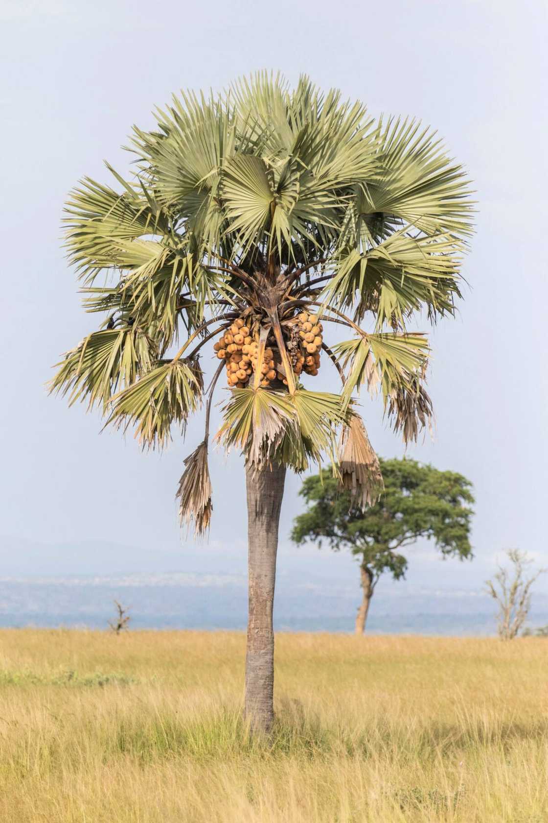How can I identify my palm tree? How can I identify my palm tree?