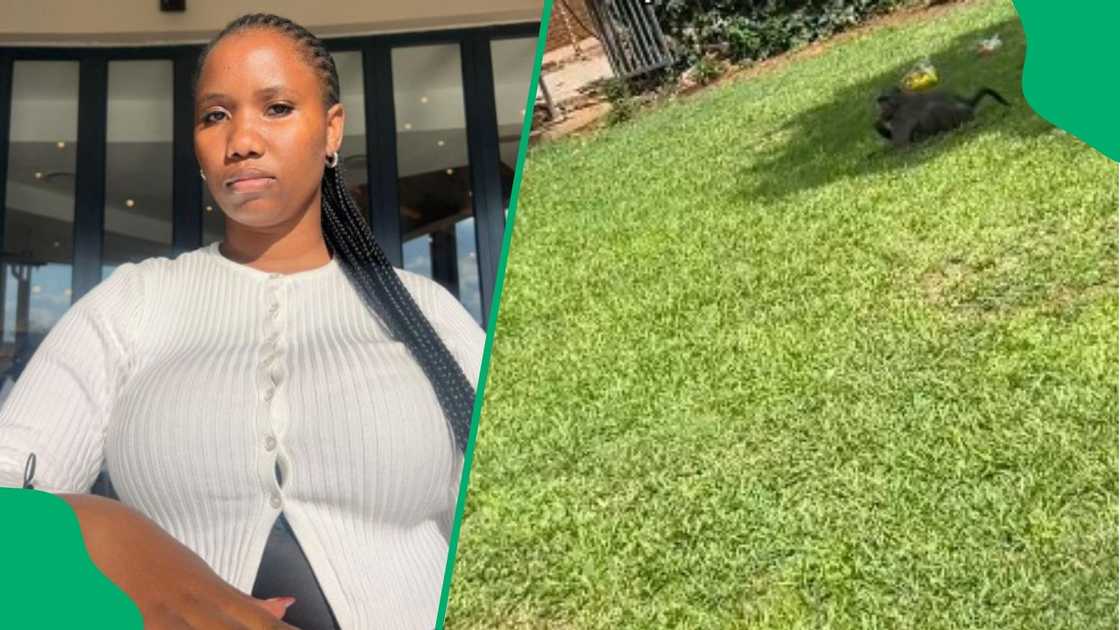 Hartbeespoort woman shows baboon on property