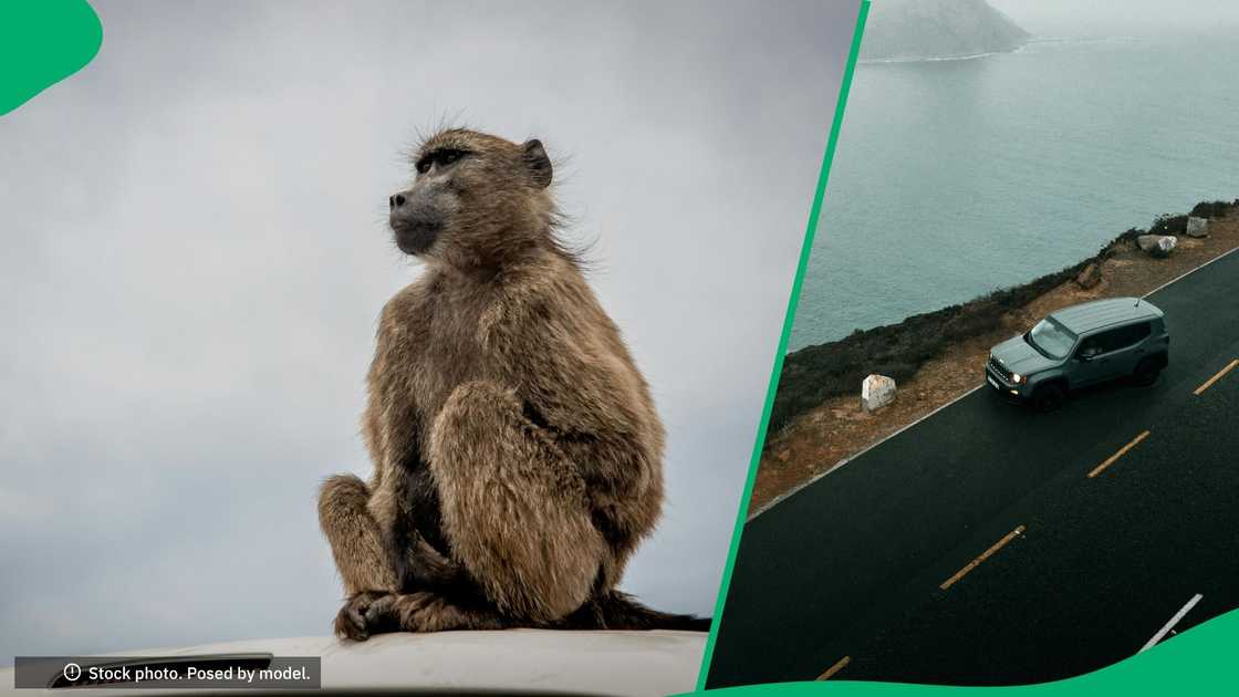 Baboon enters car full of people Baboon enters car full of people