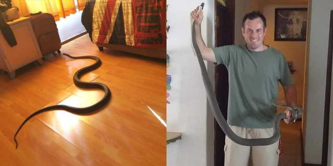 Nick Evans Explains How a Big Black Mamba Scared a Local Family: "A Crazy Sight" Nick Evans Explains How a Big Black Mamba Scared a Local Family: "A Crazy Sight"
