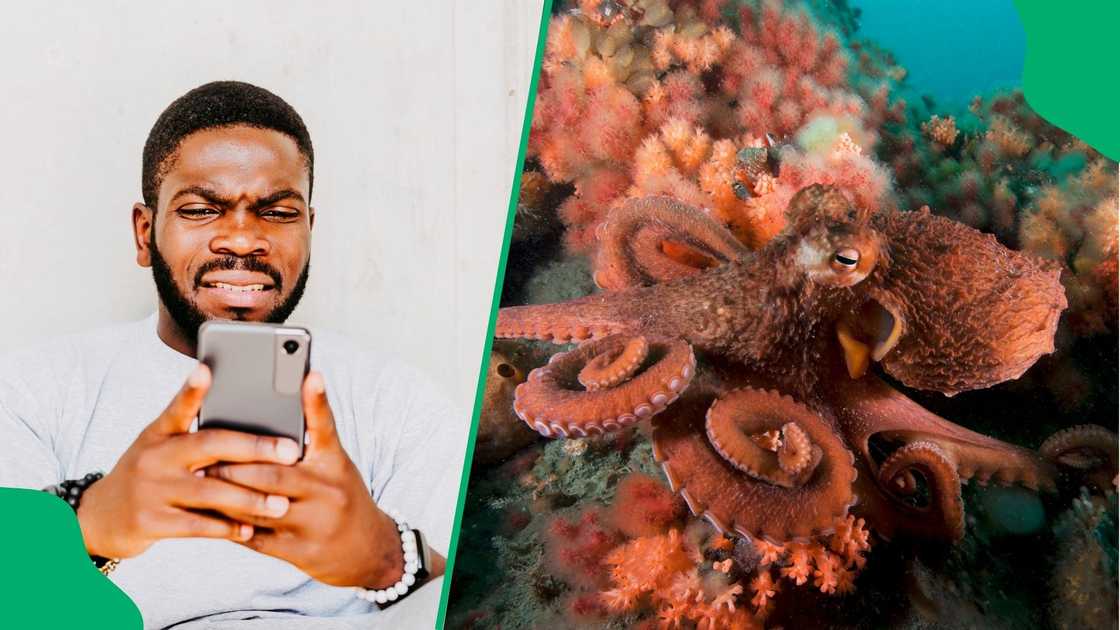 Human pets giant octopus in viral video, netizens freaked out