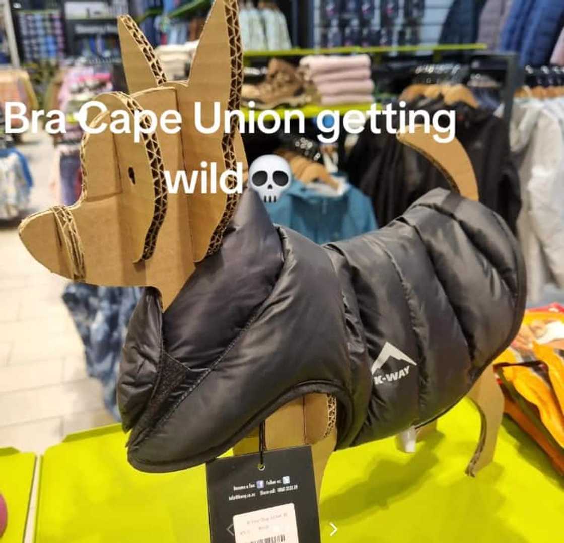 Cardboard cut-out dog at Cape Union Mart wears a K-Way jacket. Cardboard cut-out dog at Cape Union Mart wears a K-Way jacket.