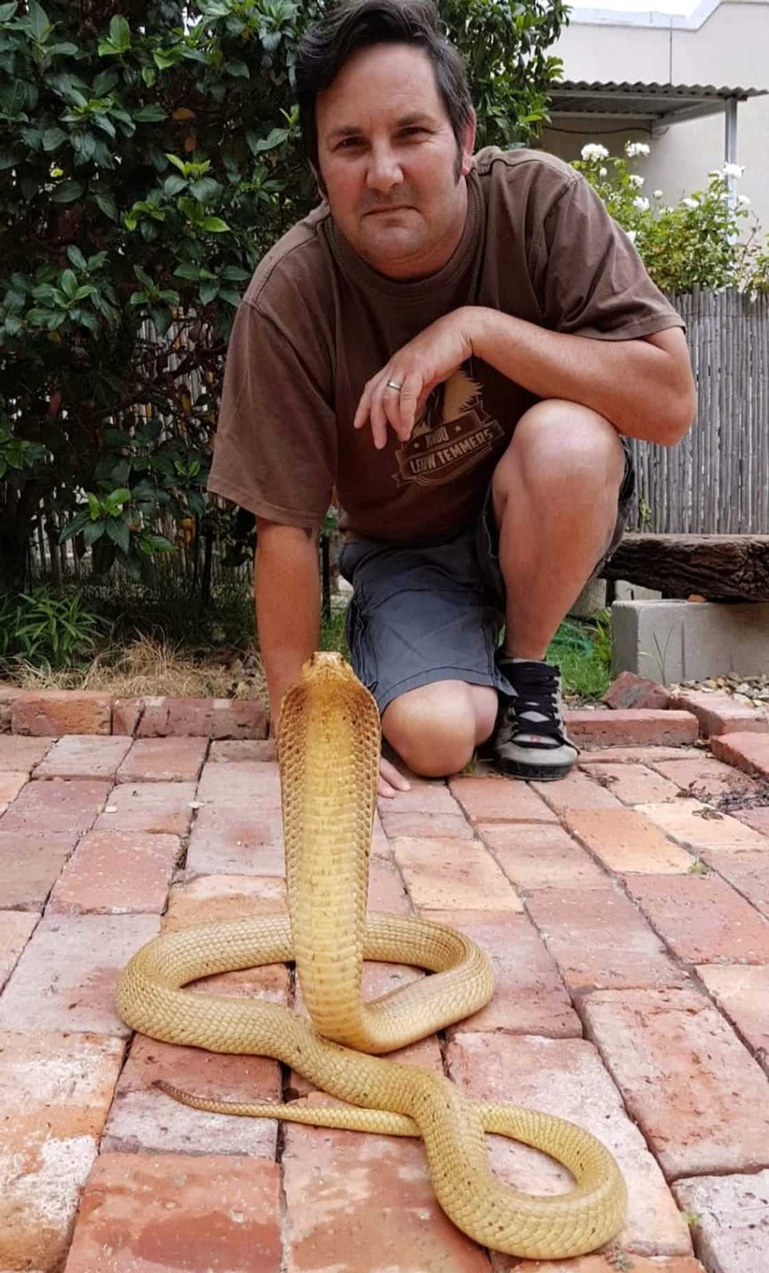 Gerrie Heyns posing with a Cape cobra, which he rescued in the Western Cape.