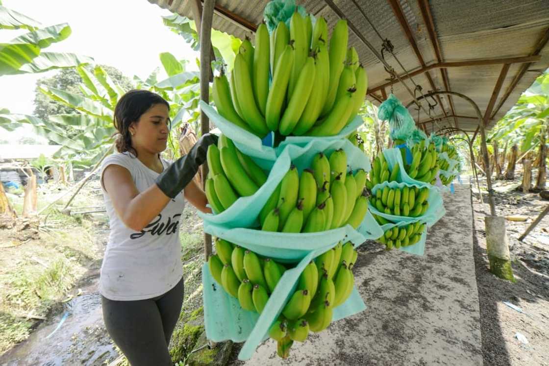 Moscow slammed the "reckless" decision and banned the import of some Ecuadoran bananas and flowers, citing the detection of pests