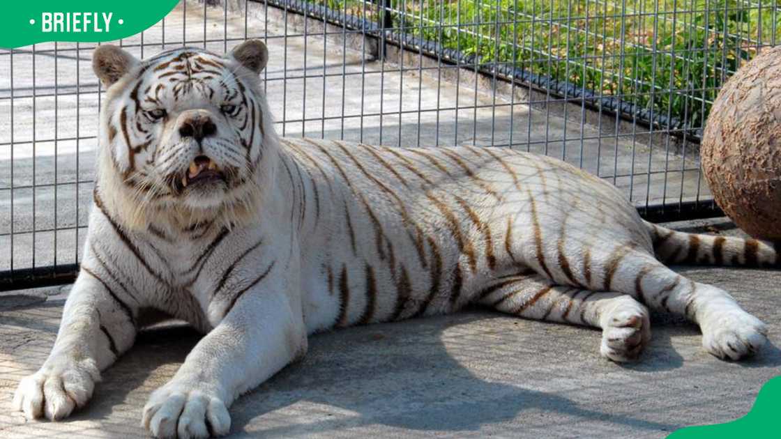 Kenny the white tiger resting