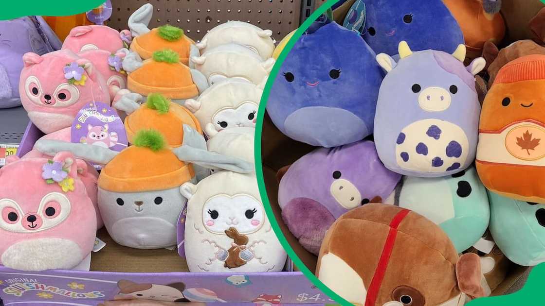 Various Squishmallow Various Squishmallow