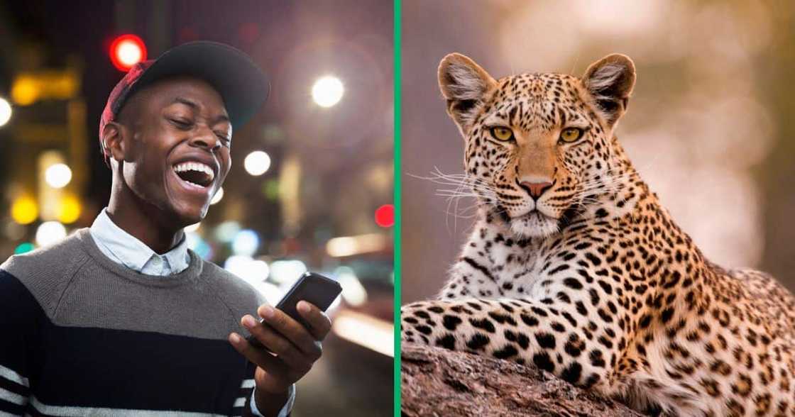 Man laughing on the phone, leopard looking at camera