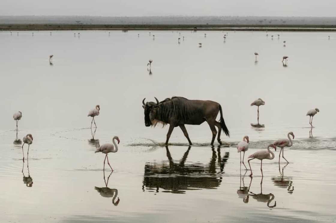 Cameras and acoustic recorders are being used to give an idea of which animals are present on the reserve