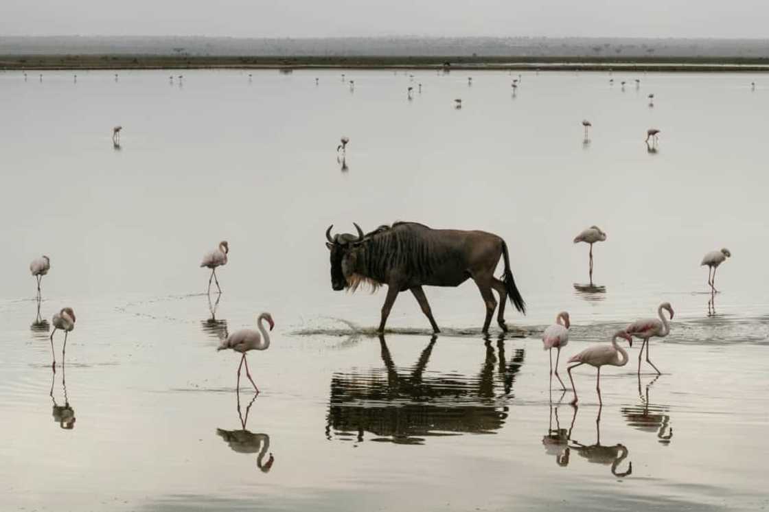 Cameras and acoustic recorders are being used to give an idea of which animals are present on the reserve Cameras and acoustic recorders are being used to give an idea of which animals are present on the reserve