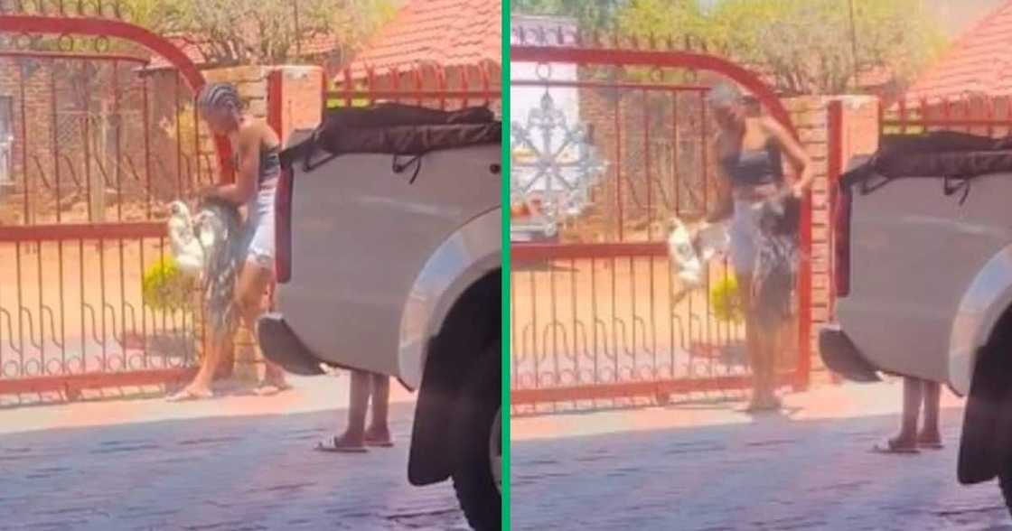 TikTok video of woman bringing live chicken home TikTok video of woman bringing live chicken home