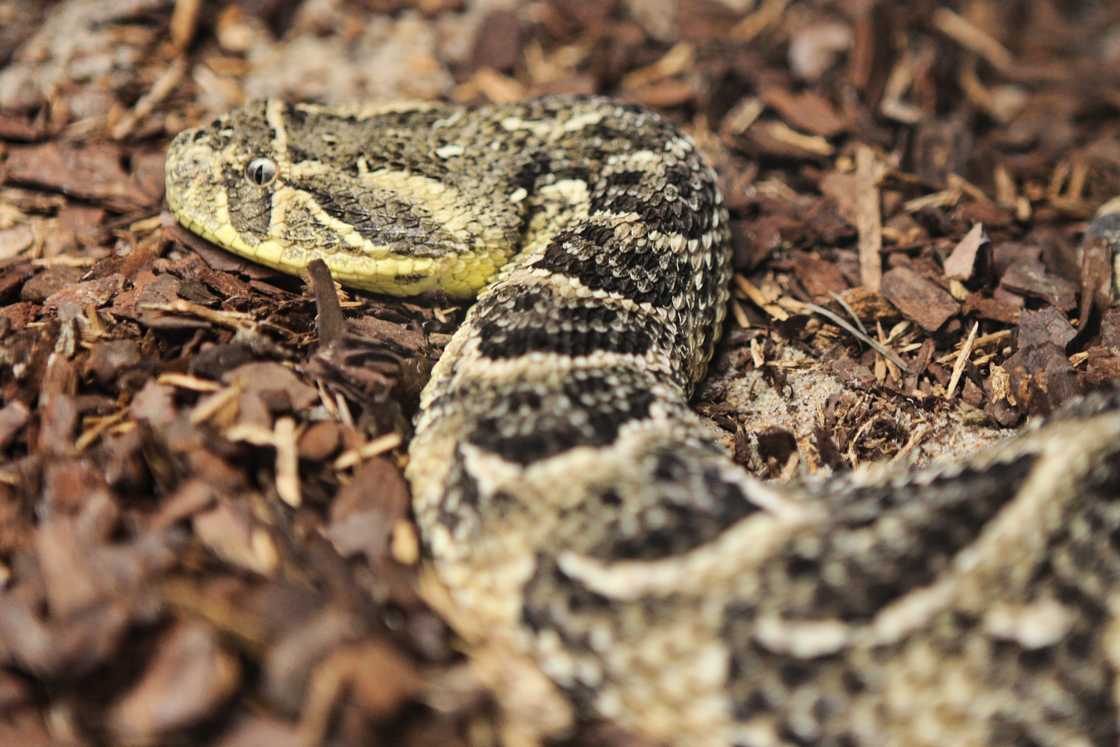 An Aurora farmer saves dog from puff adder and gets bitten in the hand. An Aurora farmer saves dog from puff adder and gets bitten in the hand.