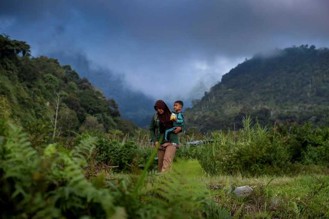The country home to Asia's largest expanse of rainforest reported another year of slowing deforestation The country home to Asia's largest expanse of rainforest reported another year of slowing deforestation