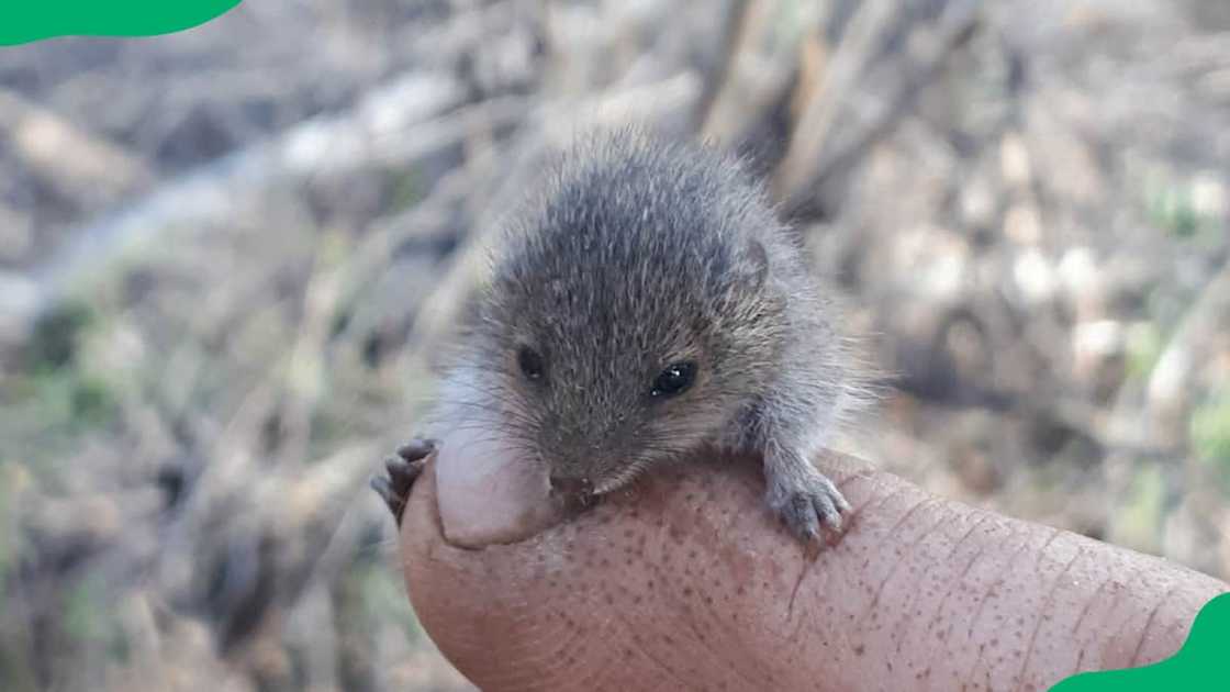 Ningaui grappling a thumb Ningaui grappling a thumb