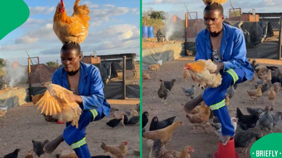 In a rural chicken coop, a man was performing the viral Nicki Minaj Pose Challenge in a hilarious TikTok video that left South Africans in stitches