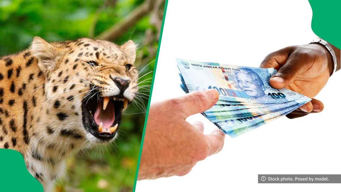 A leopard attack had people donating money to the survivor. A leopard attack had people donating money to the survivor.