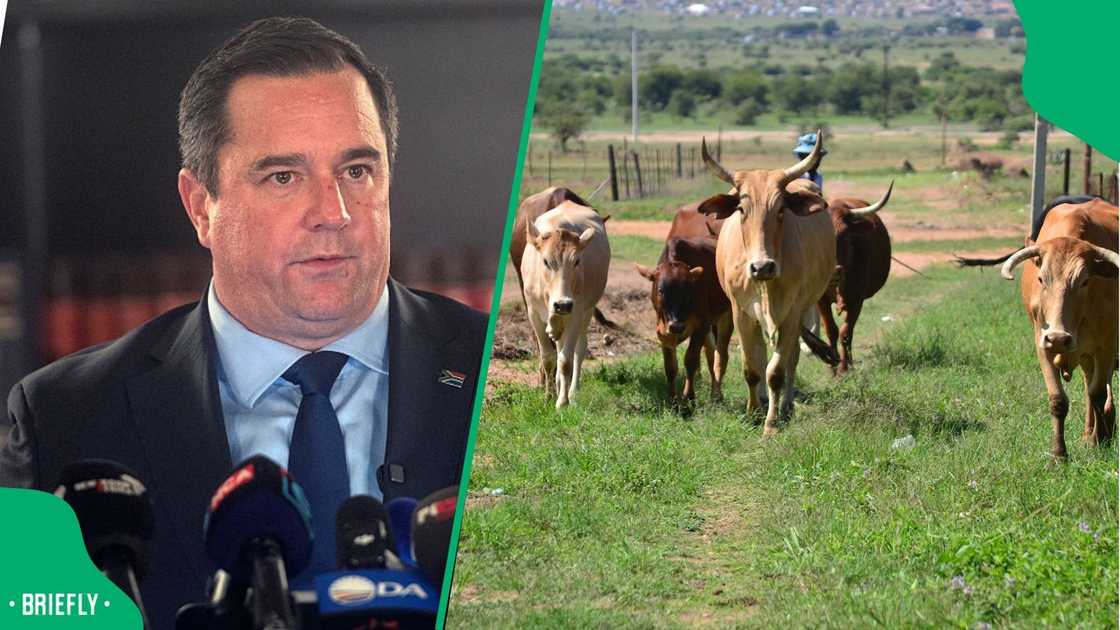 Agriculture Minister John Steenhuisen discussed the foot and mouth disease outbreak Agriculture Minister John Steenhuisen discussed the foot and mouth disease outbreak