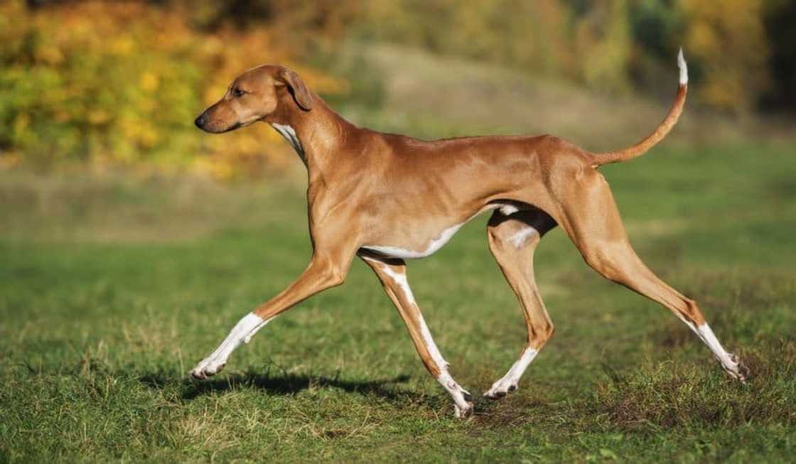 most expensive dogs most expensive dogs