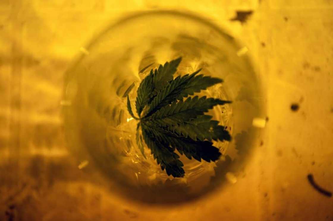 A marijuana plant at a cannabis growing and consuming club in Montevideo, Uruguay A marijuana plant at a cannabis growing and consuming club in Montevideo, Uruguay