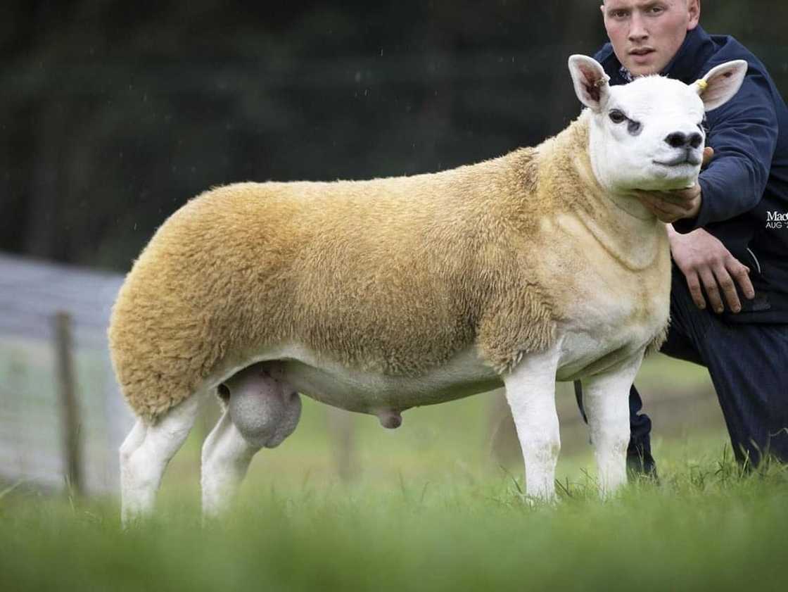 World's most expensive sheep sold at KSh 52 million in auction World's most expensive sheep sold at KSh 52 million in auction