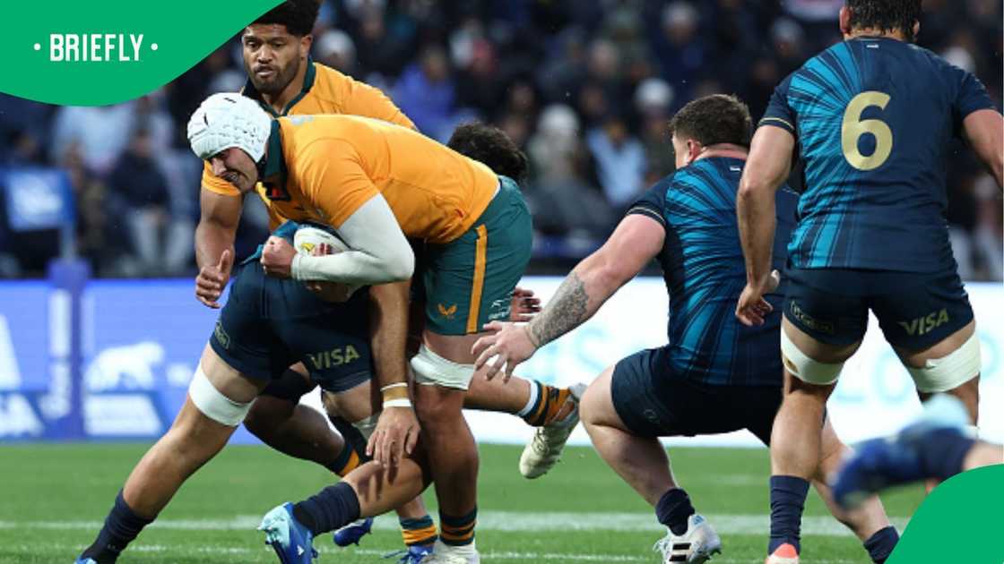 Wallabies Wallabies