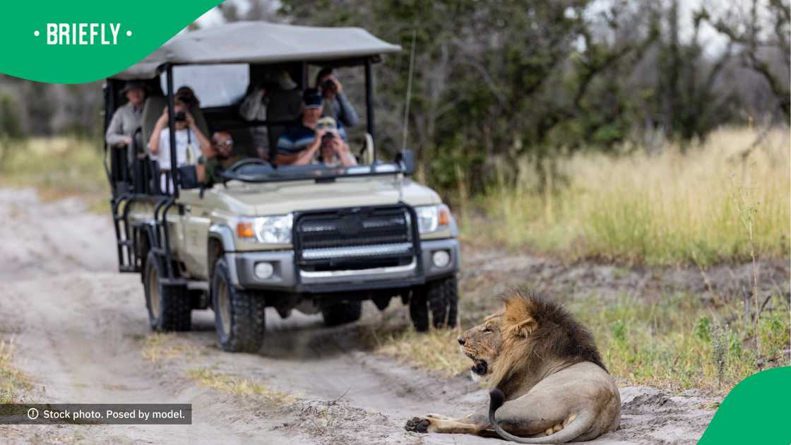 A male lion decided that it should join in on the fun A male lion decided that it should join in on the fun