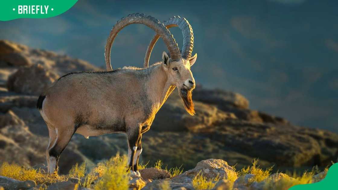 An ibex standing on a rock against mountains An ibex standing on a rock against mountains