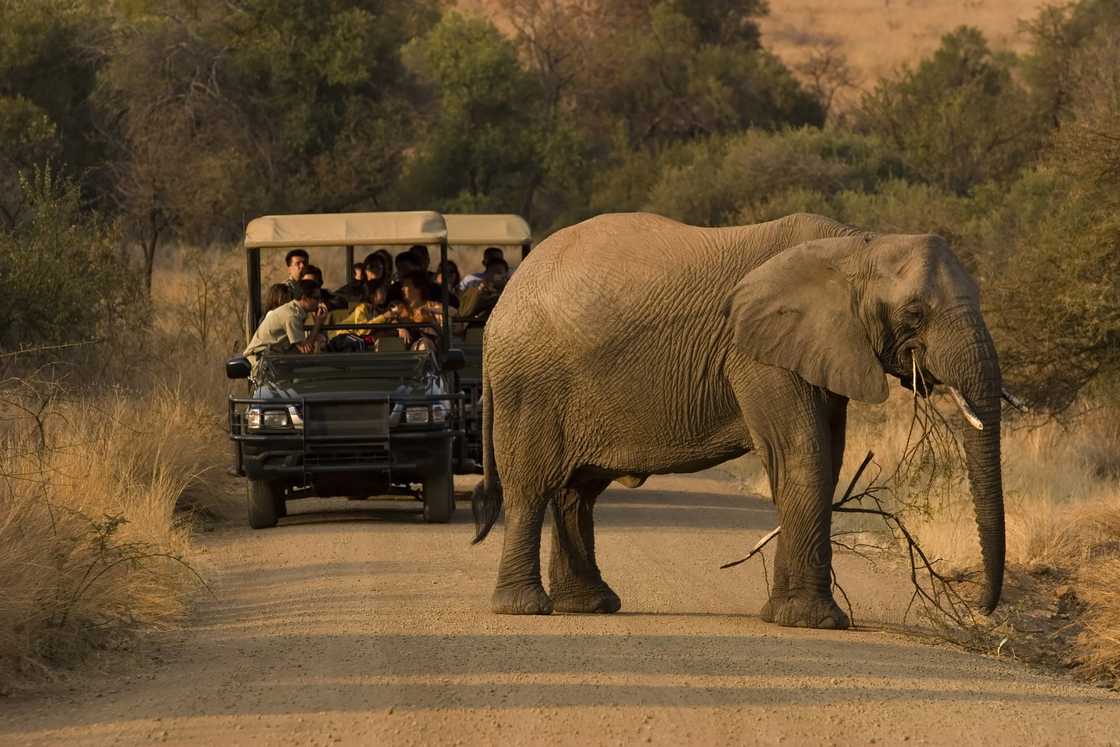 Tour guide chases away elephant Tour guide chases away elephant