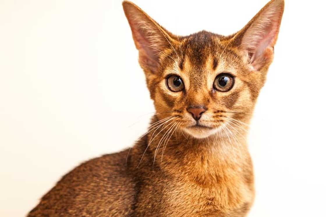 Portrait of a pure breed Abyssinian cat Portrait of a pure breed Abyssinian cat