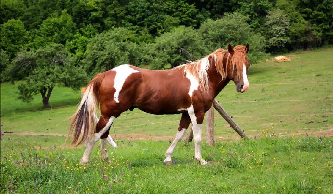 What is the most expensive horse in the world 2021? What is the most expensive horse in the world 2021?