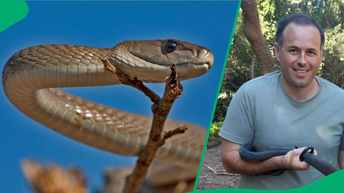 Nick Evans shared that he rescued a black mamba hiding in a car.