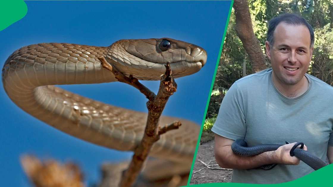 Nick Evans shared that he rescued a black mamba hiding in a car. Nick Evans shared that he rescued a black mamba hiding in a car.