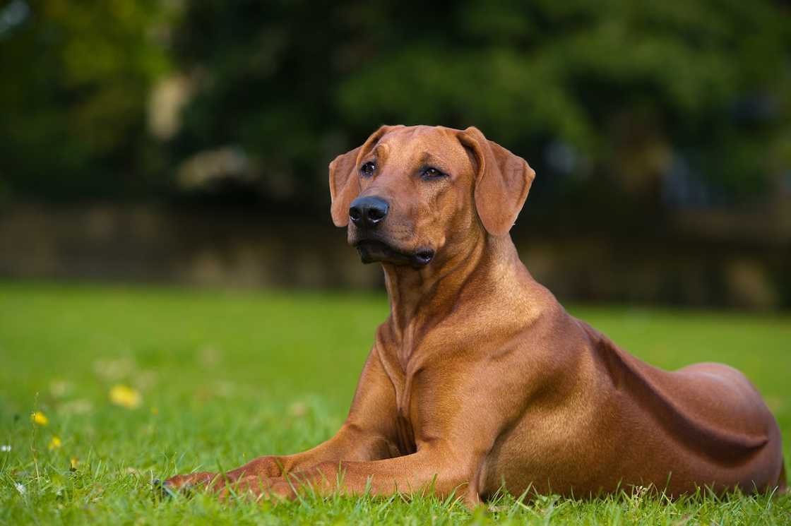 Rhodesian Ridgeback Rhodesian Ridgeback